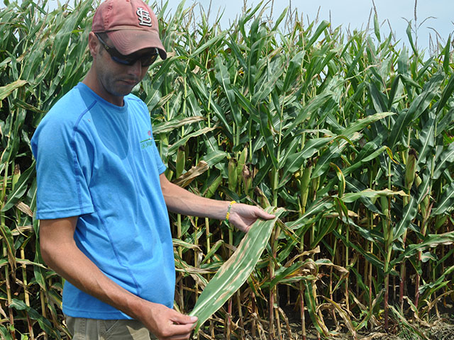 Illinois farmer Adam Watson examines northern corn leaf blight in his fields in 2014. Wet weather this June has allowed the disease to surface in corn fields once again this summer. (DTN photo by Emily Unglesbee)